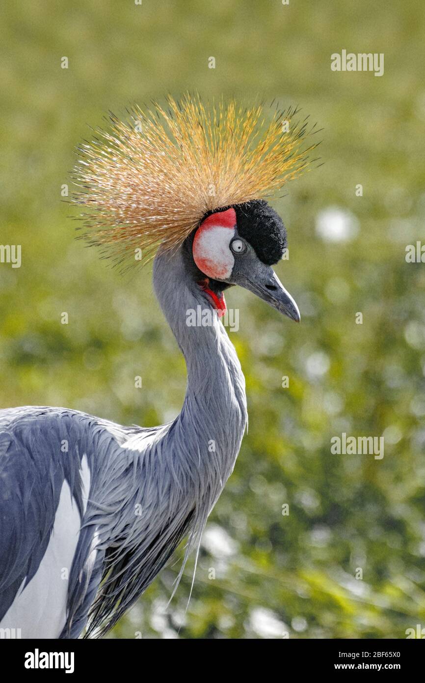 Immagine della testa della gru a corona grigia Foto Stock