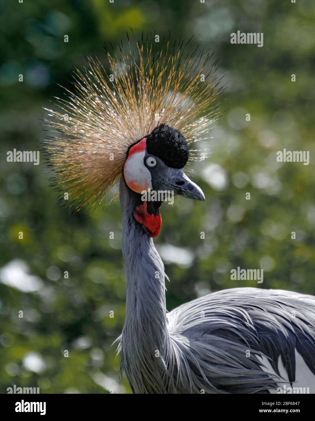 Immagine della testa della gru a corona grigia Foto Stock