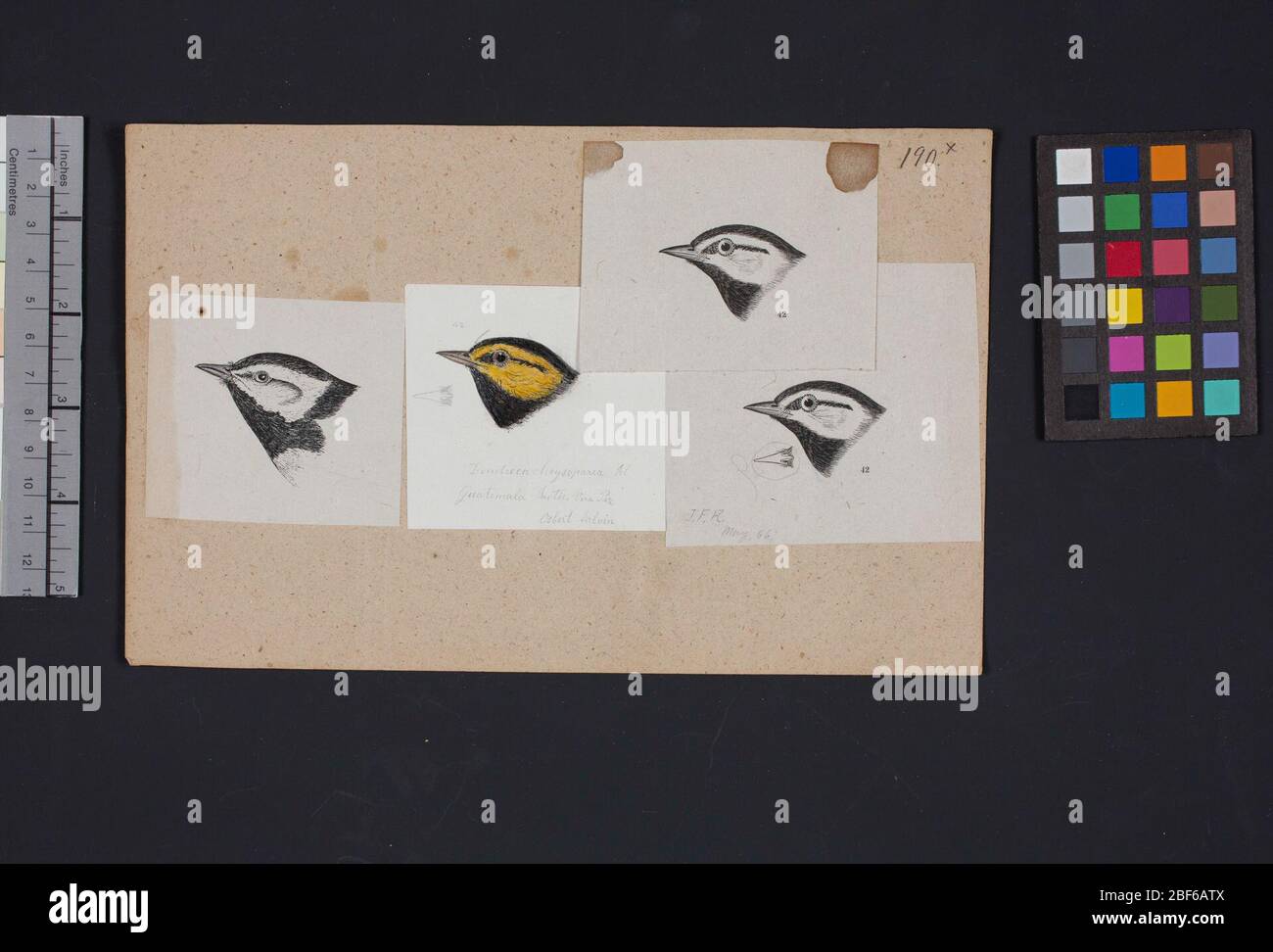 Robert Ridgway Bird Head disegno 190x. Questo disegno o incisione di teste di uccello è stato usato in Spencer F. Foto Stock