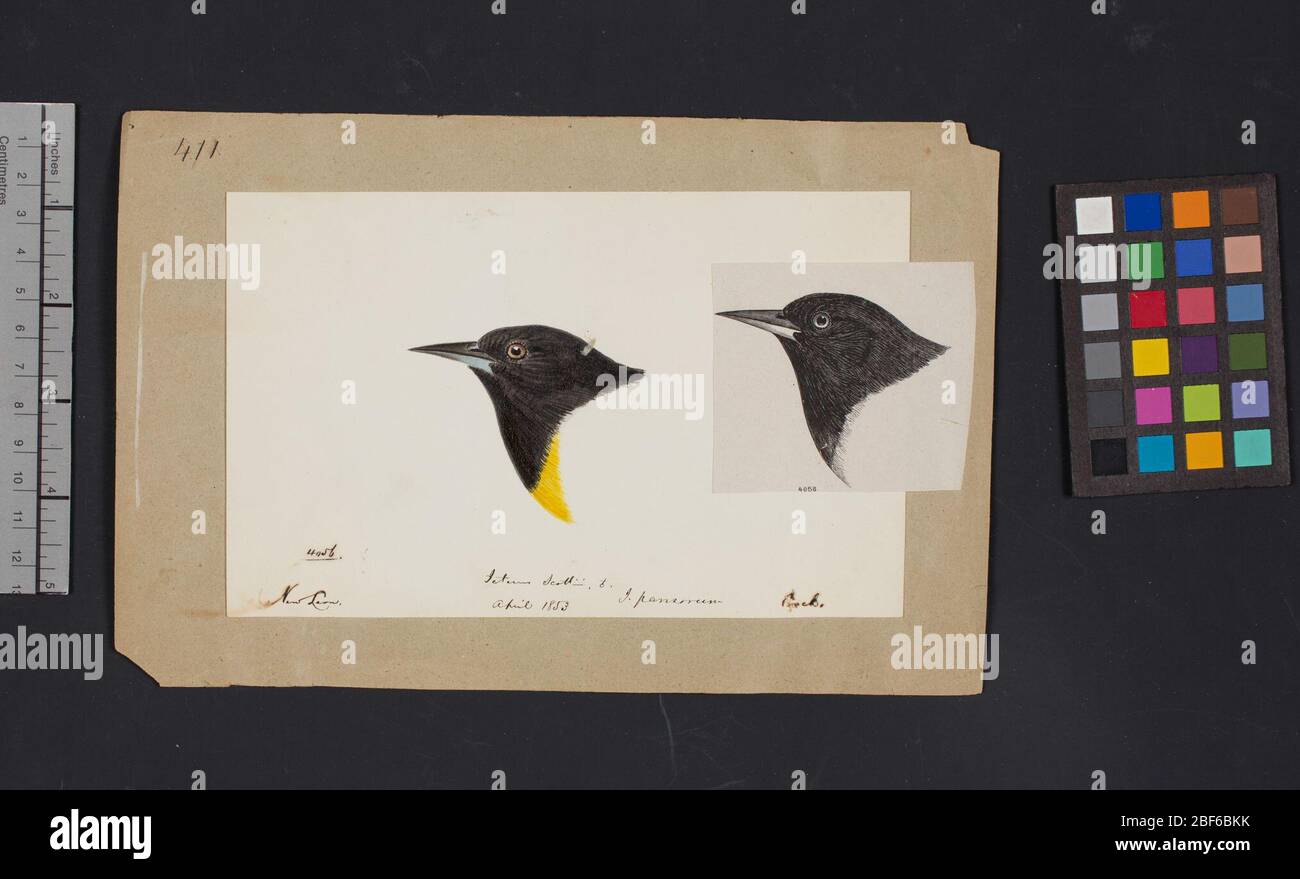 Robert Ridgway Bird Head disegno 411. Questo disegno o incisione di teste di uccello è stato usato in Spencer F. Foto Stock Robert Ridgway Bird Head disegno 411. Questo disegno o incisione di teste di uccello è stato usato in Spencer F. Foto Stock