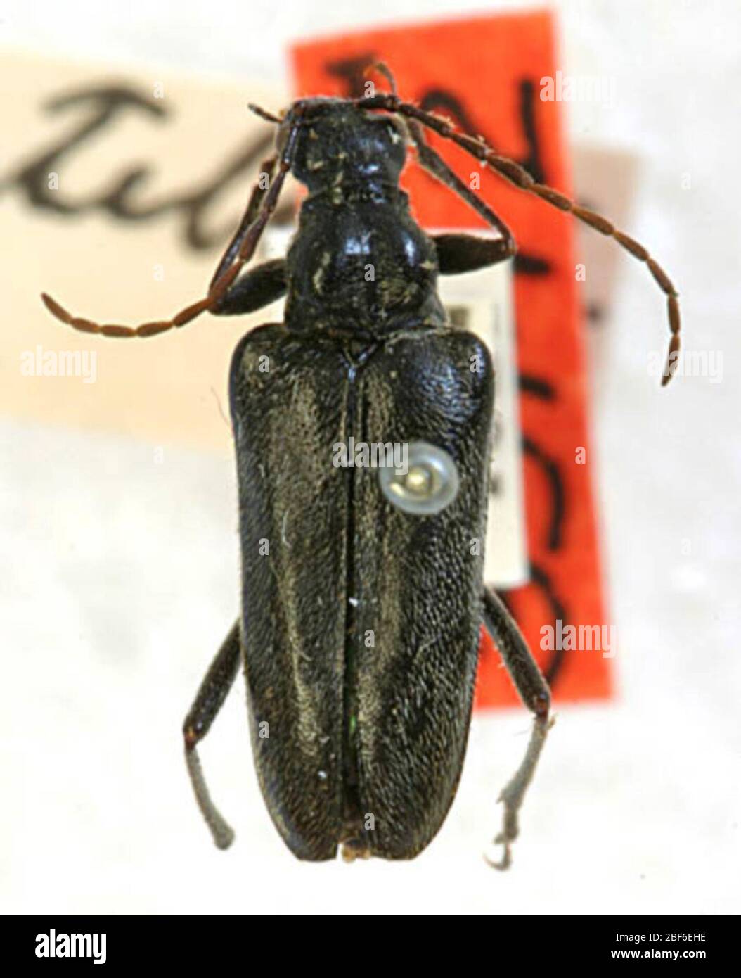 Acmaeops scutellata. 23 Mar 20201 Foto Stock