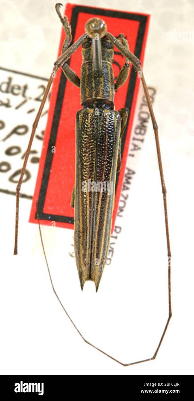 Ippopsis brevithorax. 23 Mar 20201 Foto Stock Ippopsis brevithorax. 23 Mar 20201 Foto Stock