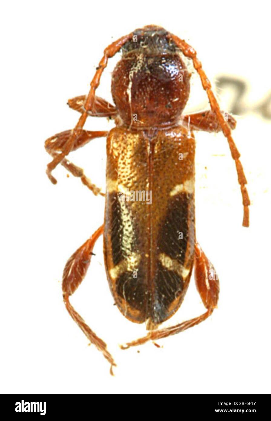 Phymatodina crocialis. 26 settembre 20131 Foto Stock