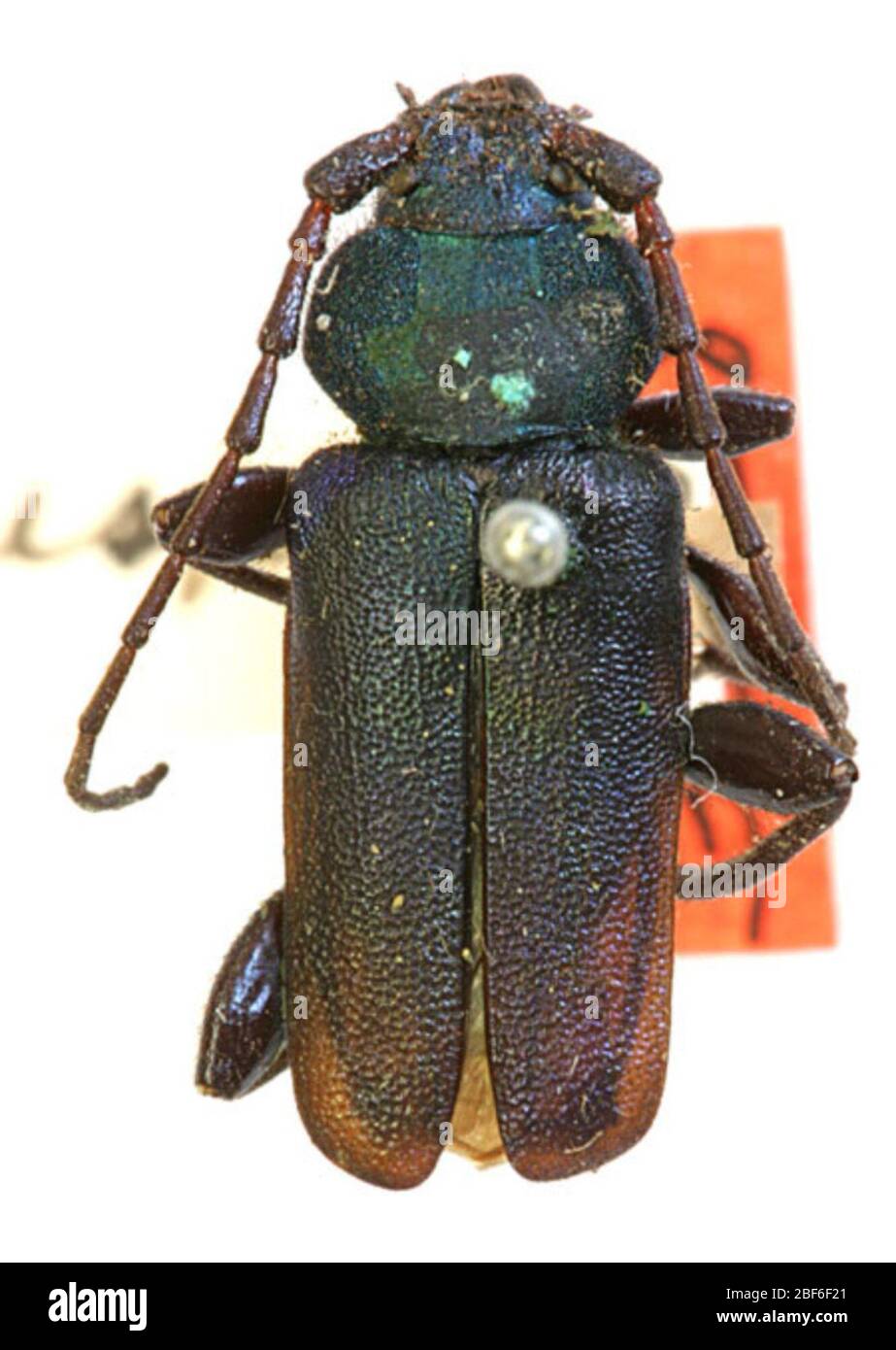 Callidium antennatum hesperum. 9 Jan 20141 Foto Stock