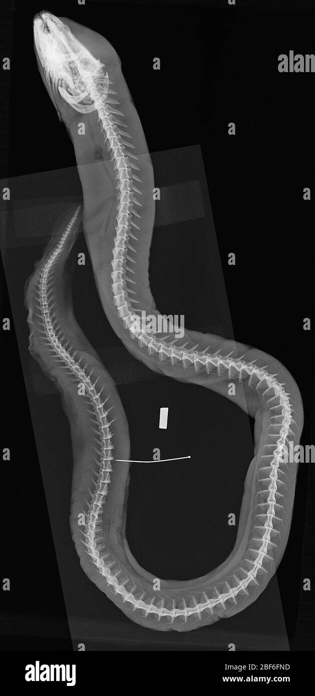 Ophisternon aenigmaticum. 25 ago 20141 Foto Stock