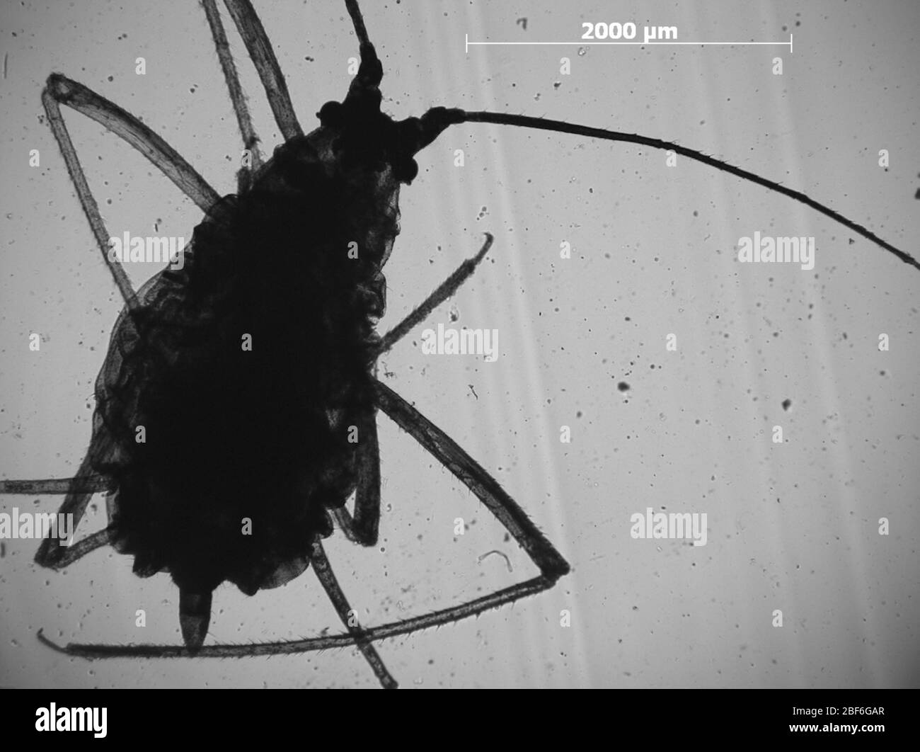Albifrons di Macrosiphum. 7 ottobre 20151 Foto Stock