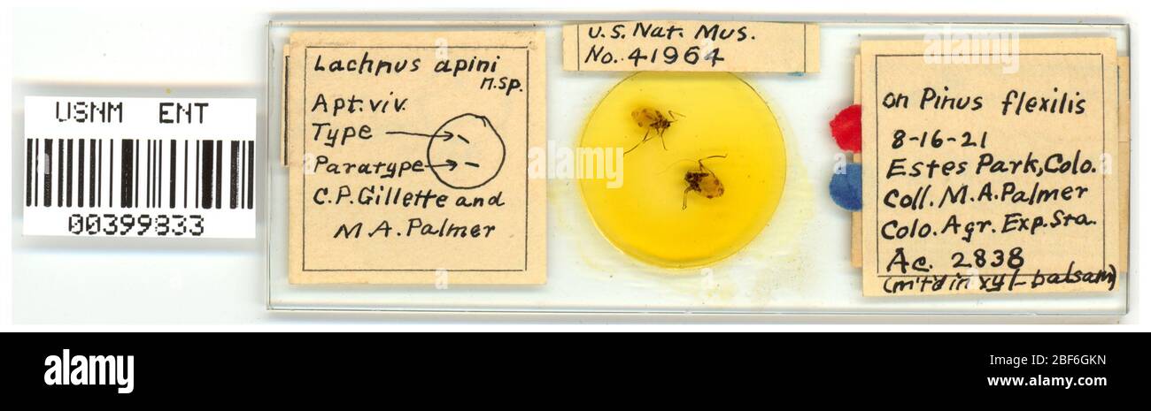 Lachnus apini. 7 ottobre 20151 Foto Stock