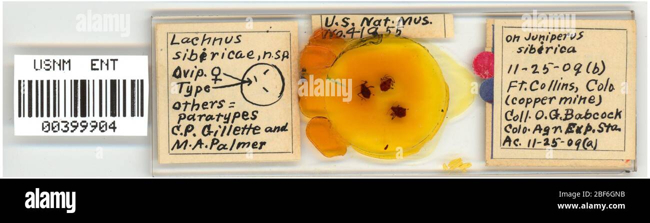 Lachnus sibericae. 7 ottobre 20151 Foto Stock