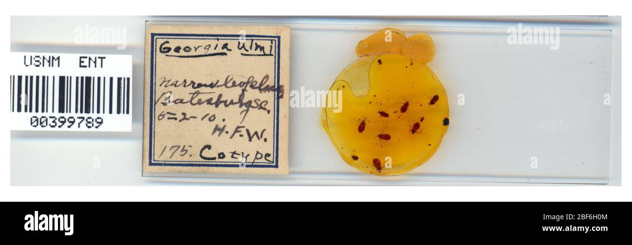 Ulmi della Georgia. 7 ottobre 20151 Foto Stock