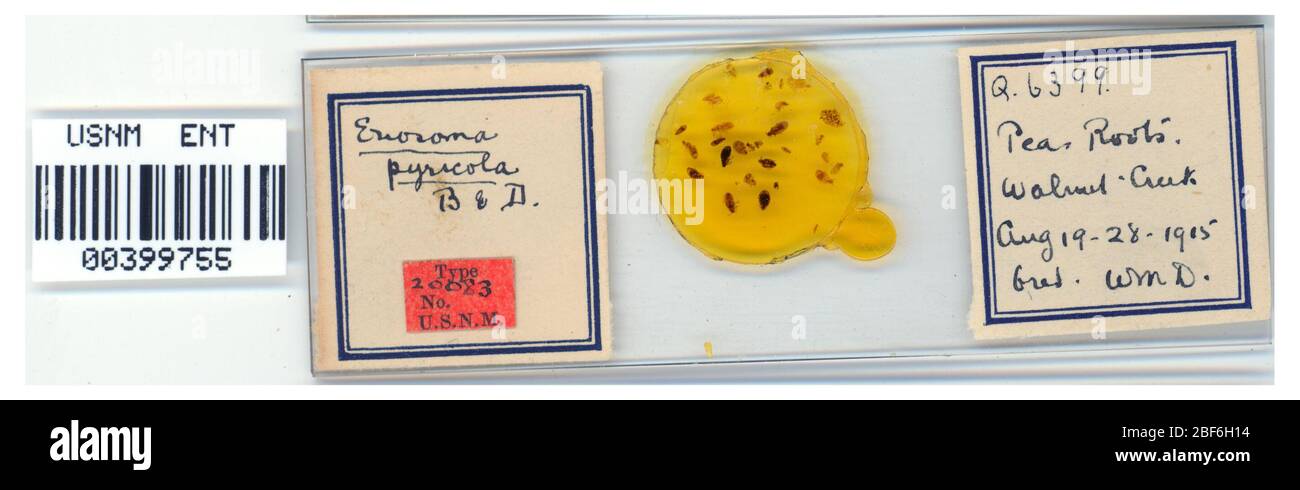 Eriosoma piricola. 7 ottobre 20151 Foto Stock