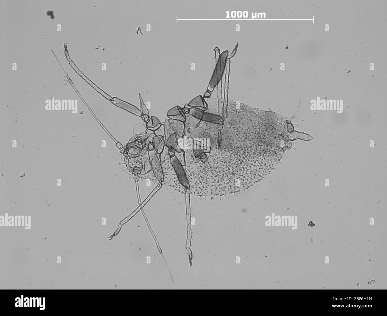 Flabellomicrosiphum knowltoni. 7 ottobre 20151 Foto Stock