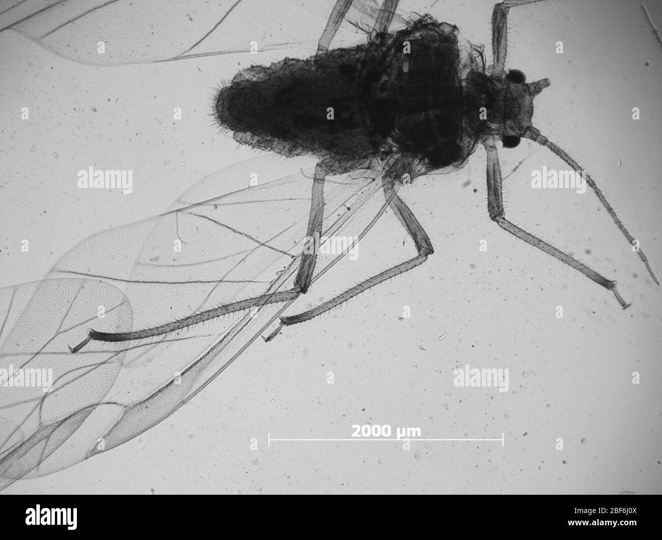 Pterotiodol pseudopopuleum. 7 ottobre 20151 Foto Stock