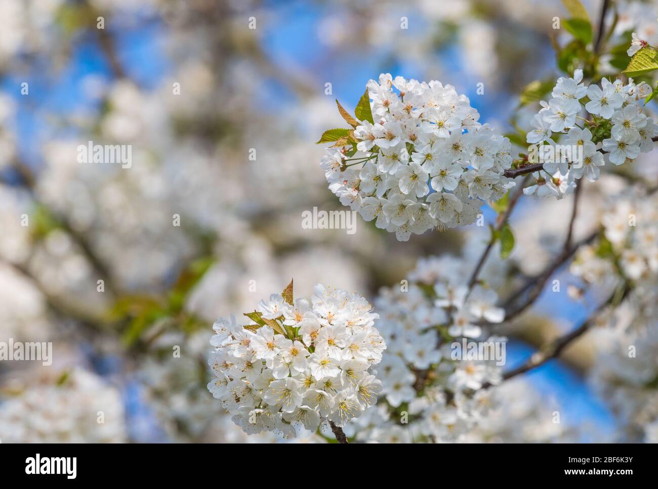 Fioritura di ciliegi selvatici, Prunus avium. Foto Stock