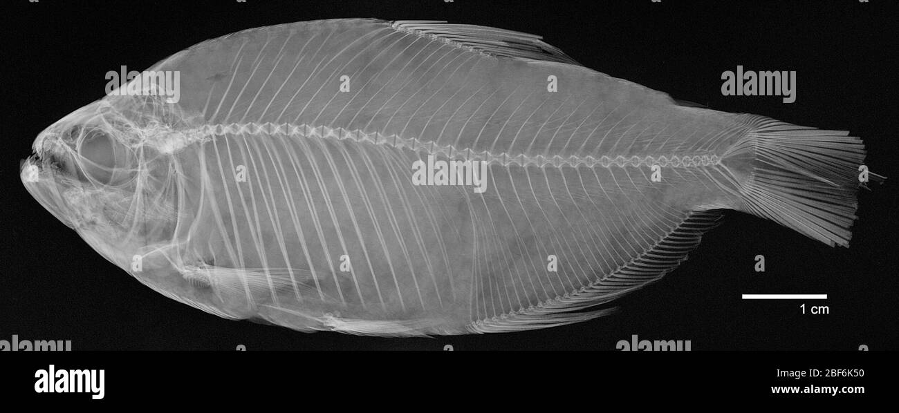 Astyanax ortodus Eigenmann. 90.2 mm SL; su 1659 (separato dal tipo di a. atratoensis di eigenmann).18 agosto 20141 Foto Stock