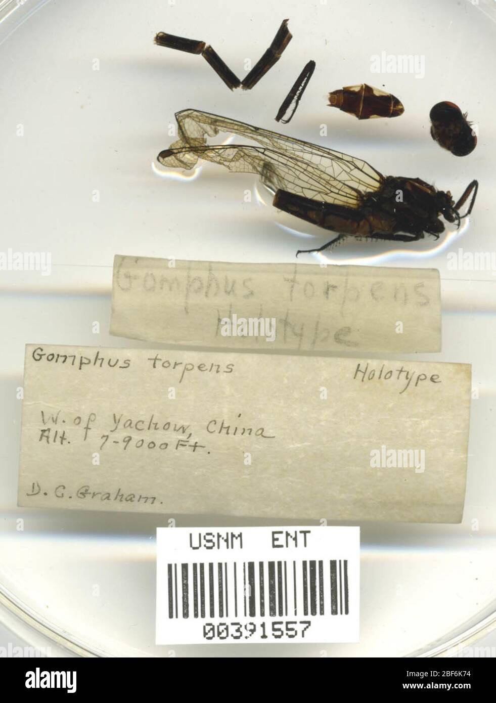 Gomphus tortora. 9 maggio 20141 Foto Stock