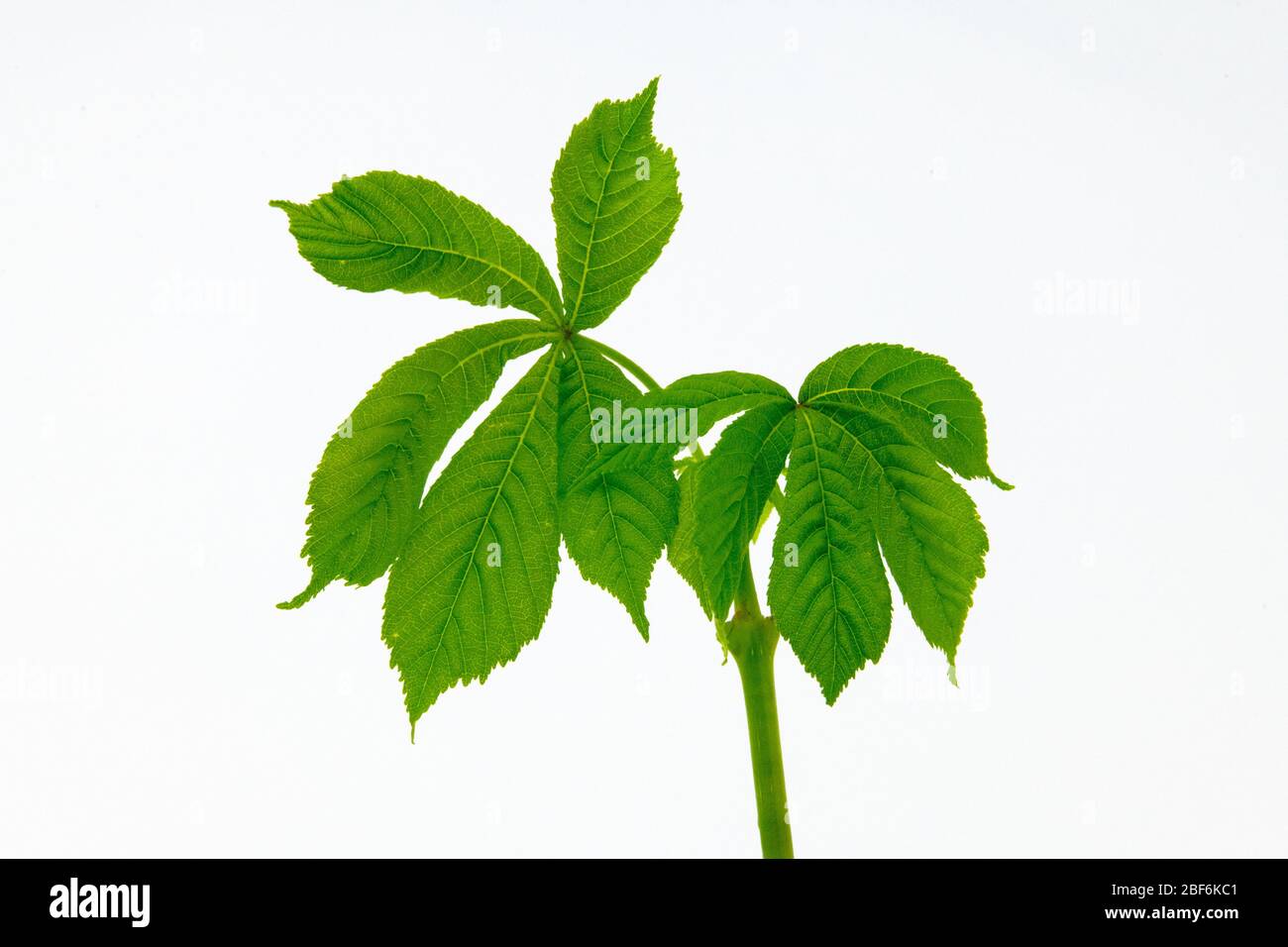 Immagine di studio, foglie dell'albero di castagno del cavallo. Foto Stock