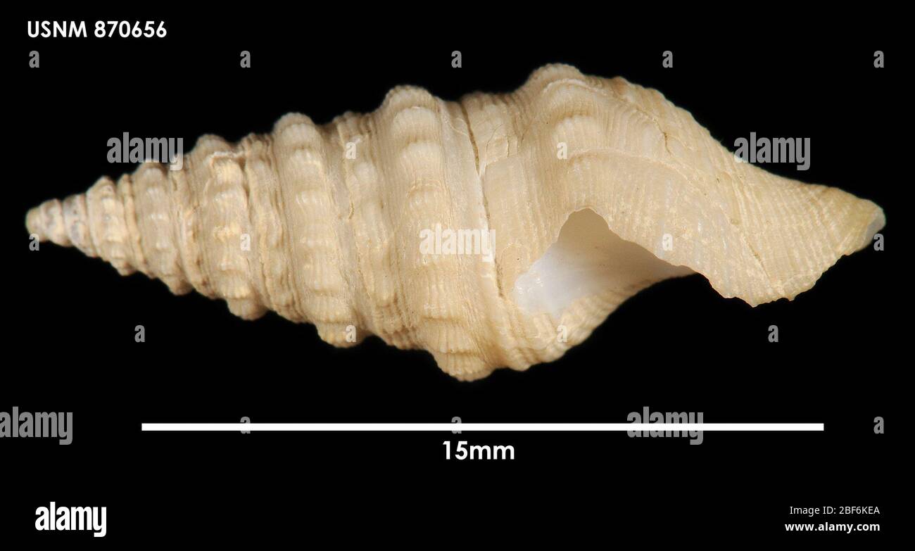 Lucerapex angustatus. 44 01 S 178 07 W;Coll Università della California del Sud, Eltanin RV crociera 15; 430 M; rete da traino, lontra, benthic; esempio EL/15/1398/USC30 gennaio 202013981 Foto Stock