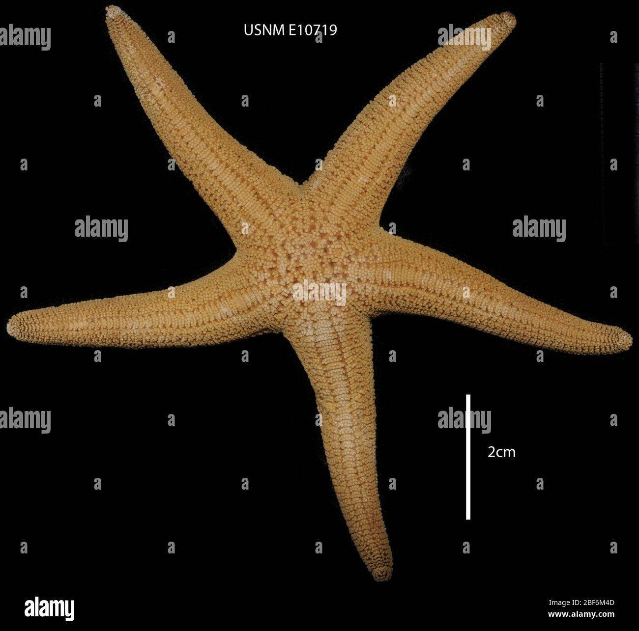 Stichaster striatus. 9 ottobre 20143 Foto Stock