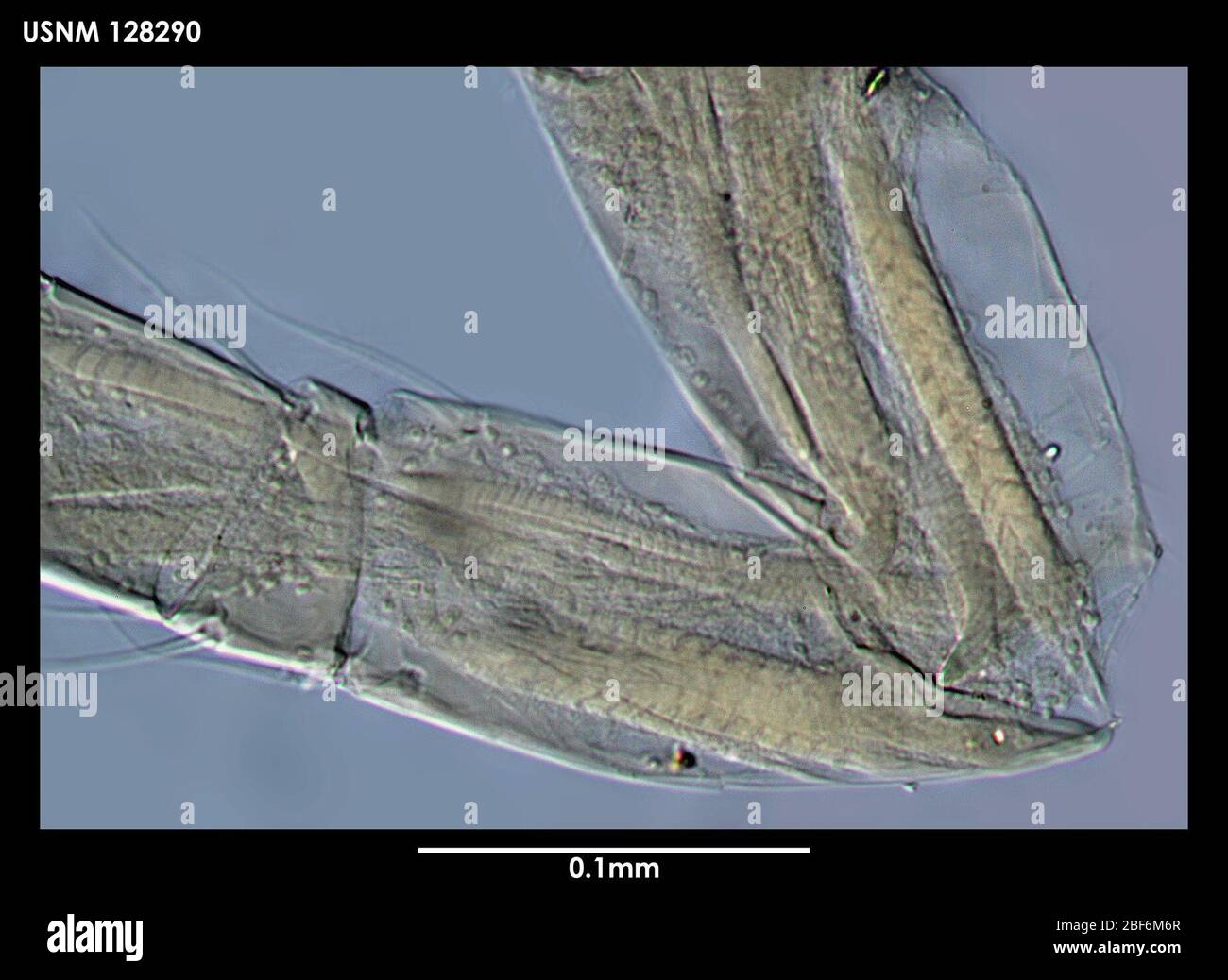 Philomedes minys. 15 Giugno 20184531 Foto Stock