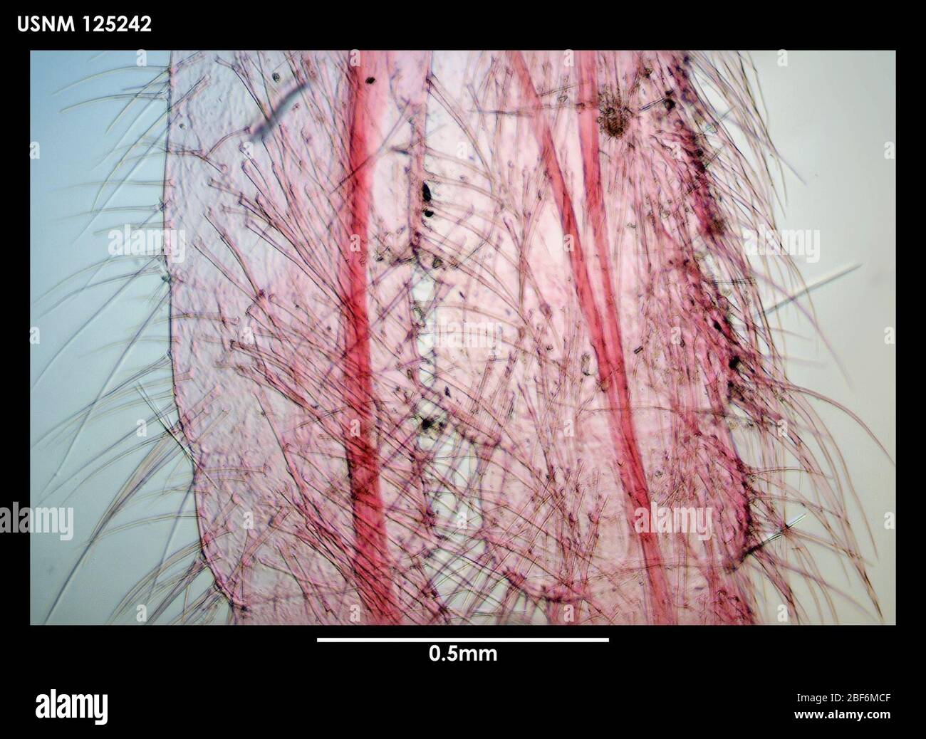 Arcoscalpellum acicularum. 15 Giugno 201811225 Foto Stock