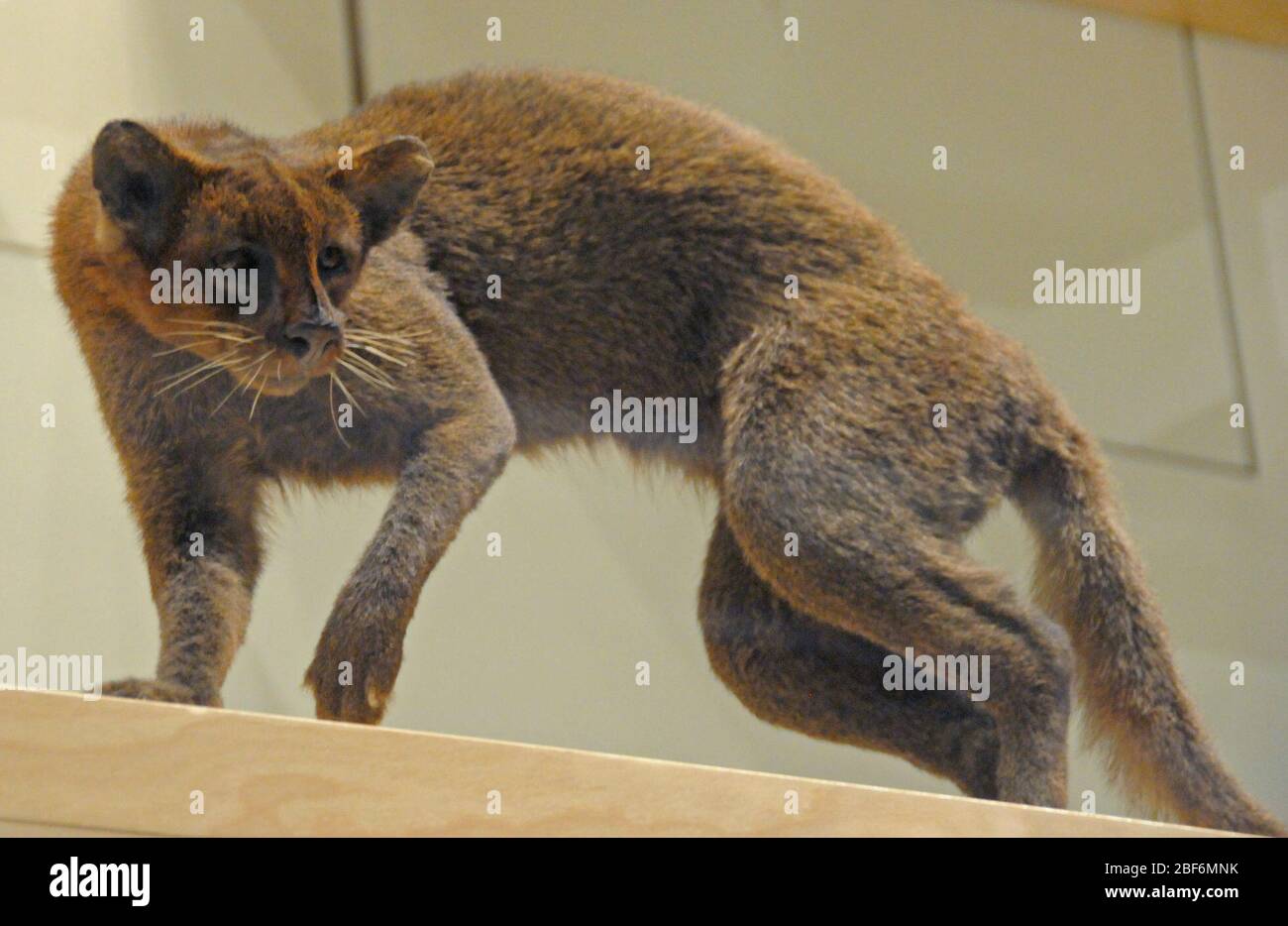 Puma yagouaroundi. Pelle in mostra nella Behring Family Hall of Mammals (Nov 2003 - ) UNA nota è stata trovata nei materiali di Linda Gordon che attestano che il numero di accesso corretto per questo campione è 2013812 (D. LUNDE, agosto 2013).19 ago 20141 Foto Stock