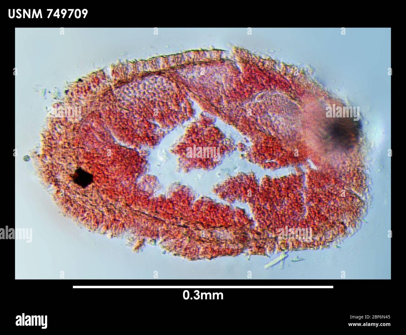 Stylastericola di Dondersia. 13 Nov 20179931 Foto Stock