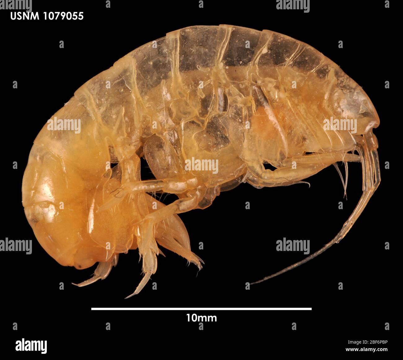 Ampelisca barnardi. 17 ottobre 2014576210 Foto Stock