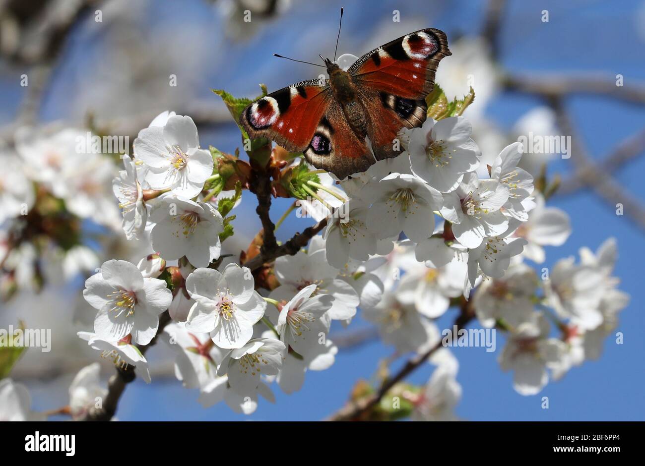 Zingst, Germania. 07 aprile 2020. Un albero fiorisce, una farfalla si è stabilizzata sui fiori. Con il progetto no-profit "Naturgucker", l'Unione per la conservazione della natura e della biodiversità in Germania (NABU) sta attualmente incoraggiando le osservazioni di piante e animali nel paesaggio. Sul portale Internet Naturgucker, gli osservatori possono segnalare i loro avvistamenti dal selvaggio o dal proprio balcone. Credit: Bernd Wüstneck/dpa-Zentralbild/ZB/dpa/Alamy Live News Foto Stock