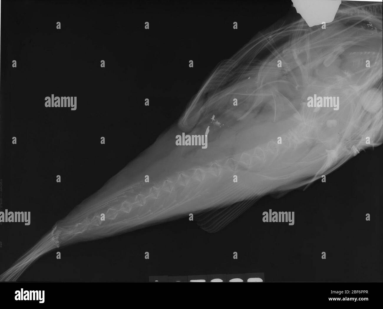 Lophiodes infra-runneus. 37 cm. Di lunghezza 14 Nov 2016D. 54881 Foto Stock