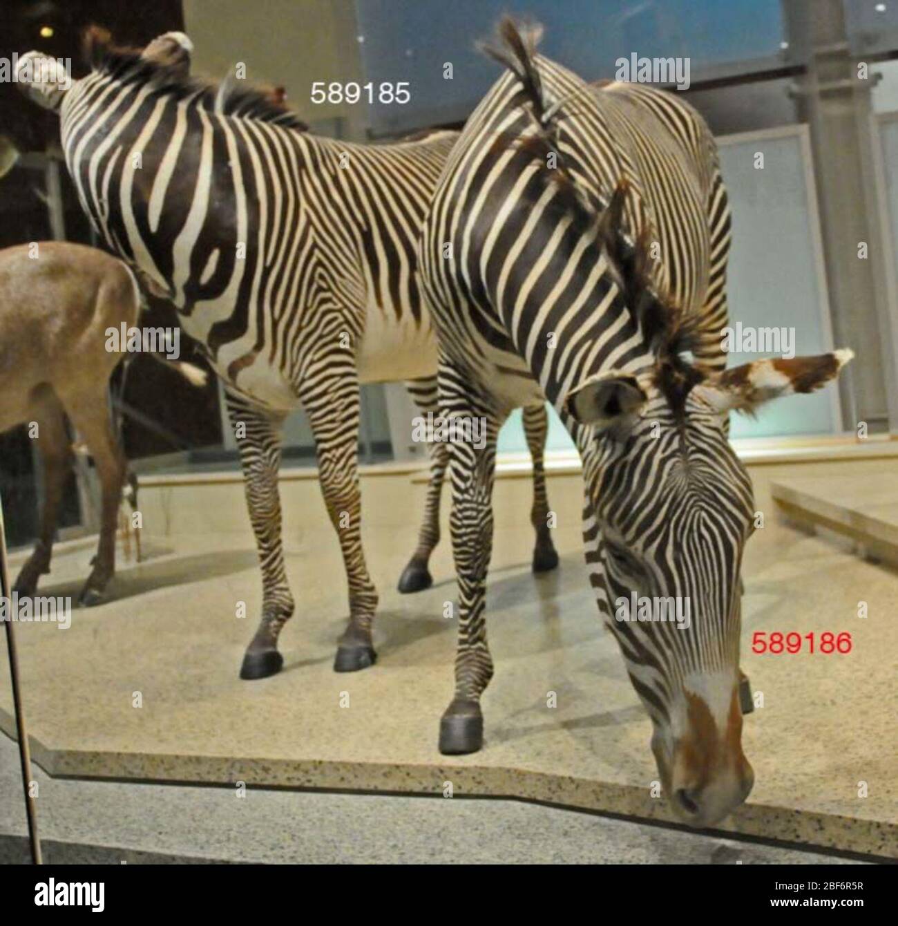 Equus grevyi. 19 ago 20141 Foto Stock