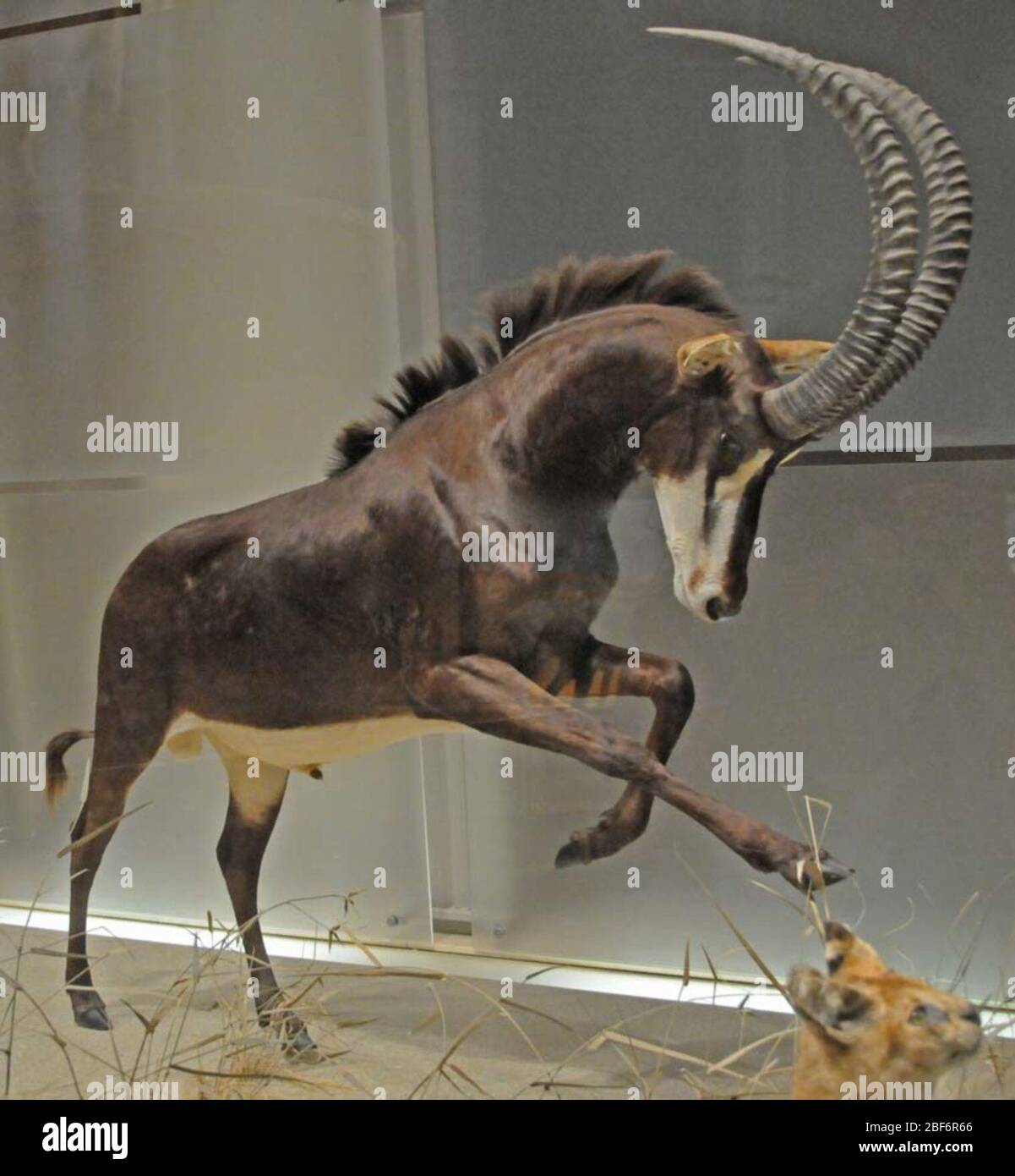 Hippodragus niger. 19 ago 20141 Foto Stock