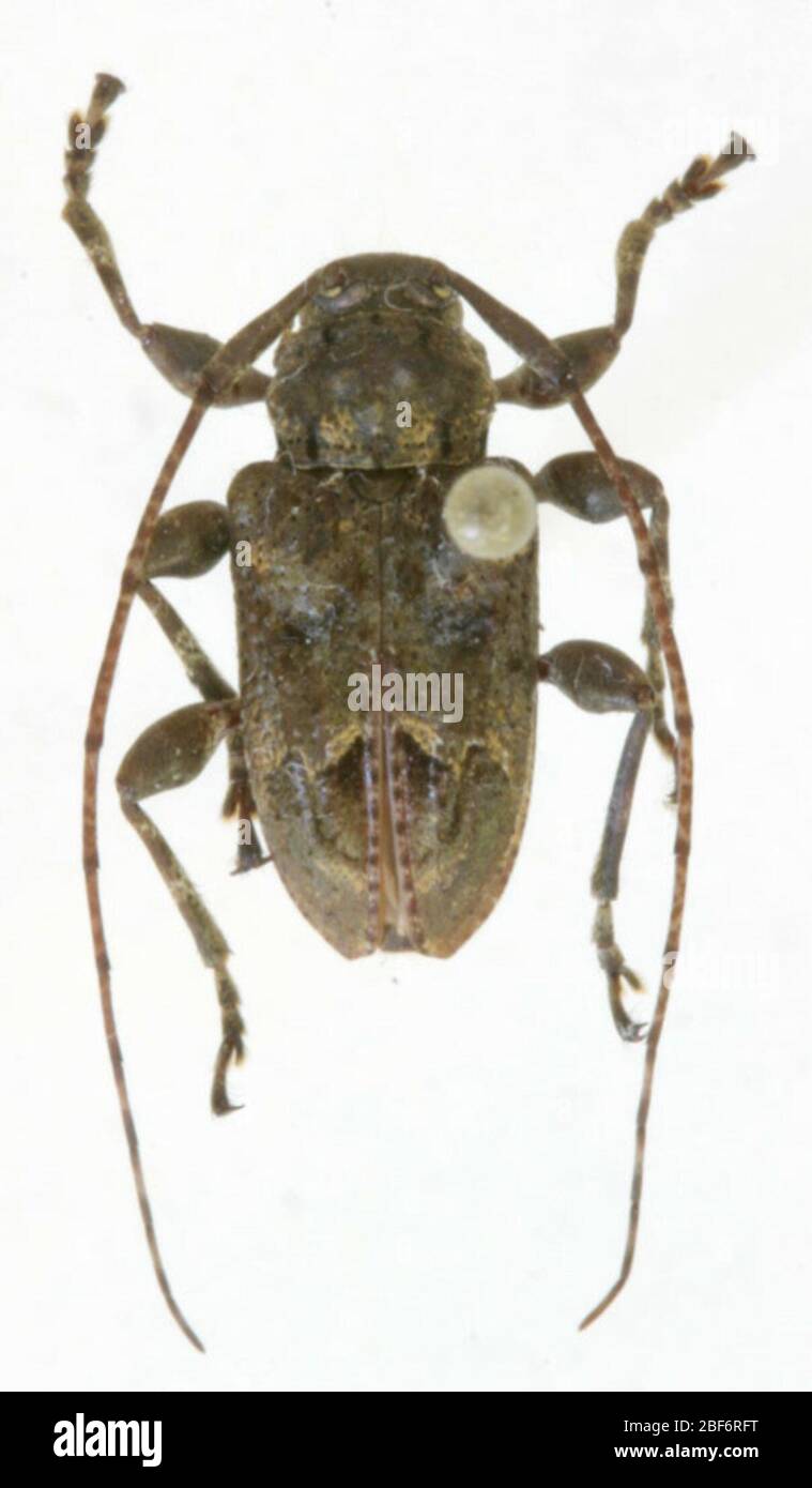 Leptostylopsis basifulvus. 23 Mar 20201 Foto Stock