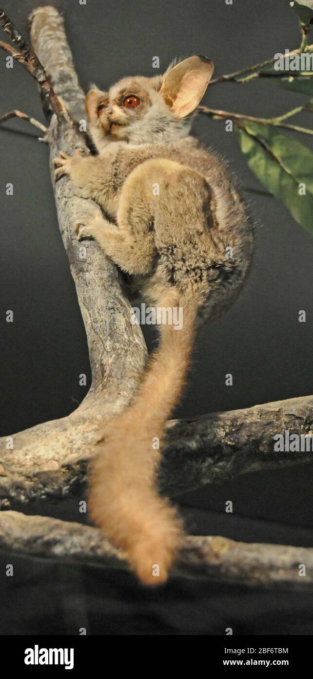 Galago senegalensis. 19 ago 20141 Foto Stock