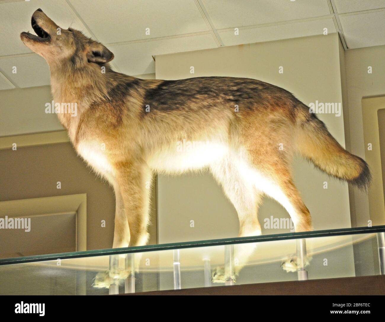 Lupus di Canis. 19 ago 20141 Foto Stock