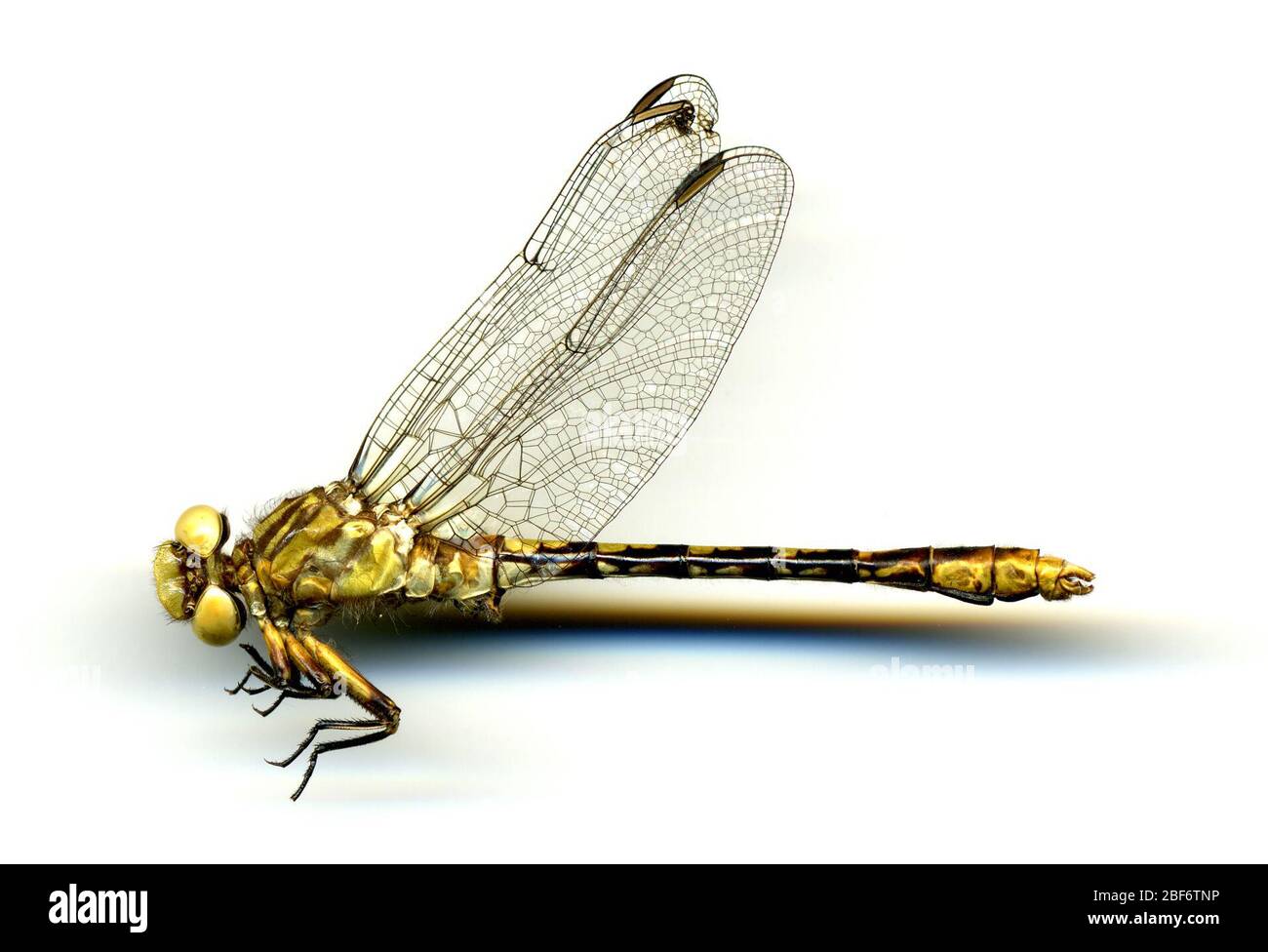 Ophiogomphus australis. 23 maggio 20161 Foto Stock