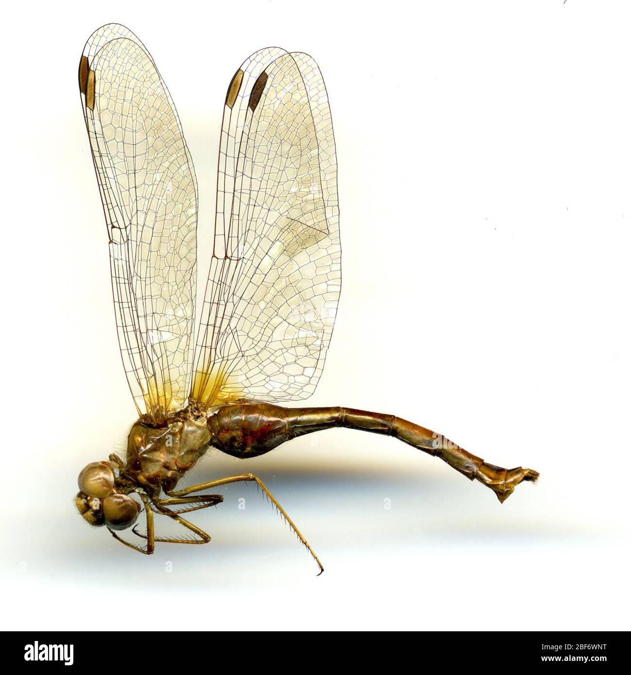 Sympetrum vicinum. 26 maggio 20161 Foto Stock