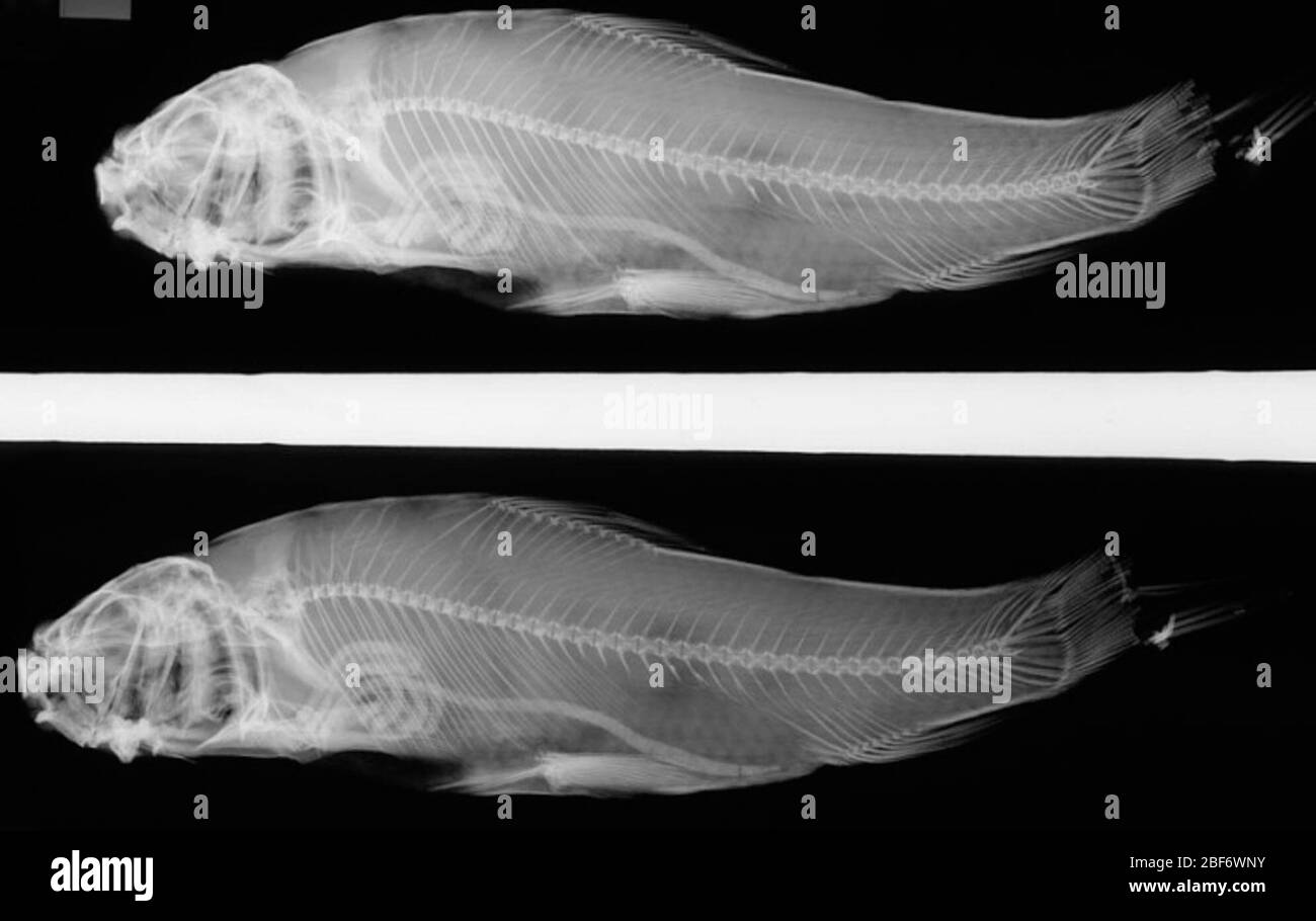 Catostomus congestus Baird Girard. Originariamente 2 campioni, 1 paralettotipo rimosso a USNM 164525; 2 ossa faringee rimosse, n. 2760denti faringei, 2 archi, in tipo osteoCollectionMascella faringea, 1 pezzo; immagazzinato in tipo osteoCollection17 Apr 20191 Foto Stock