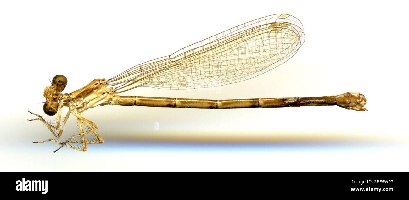 Argia sedula. 21 Apr 20161 Foto Stock