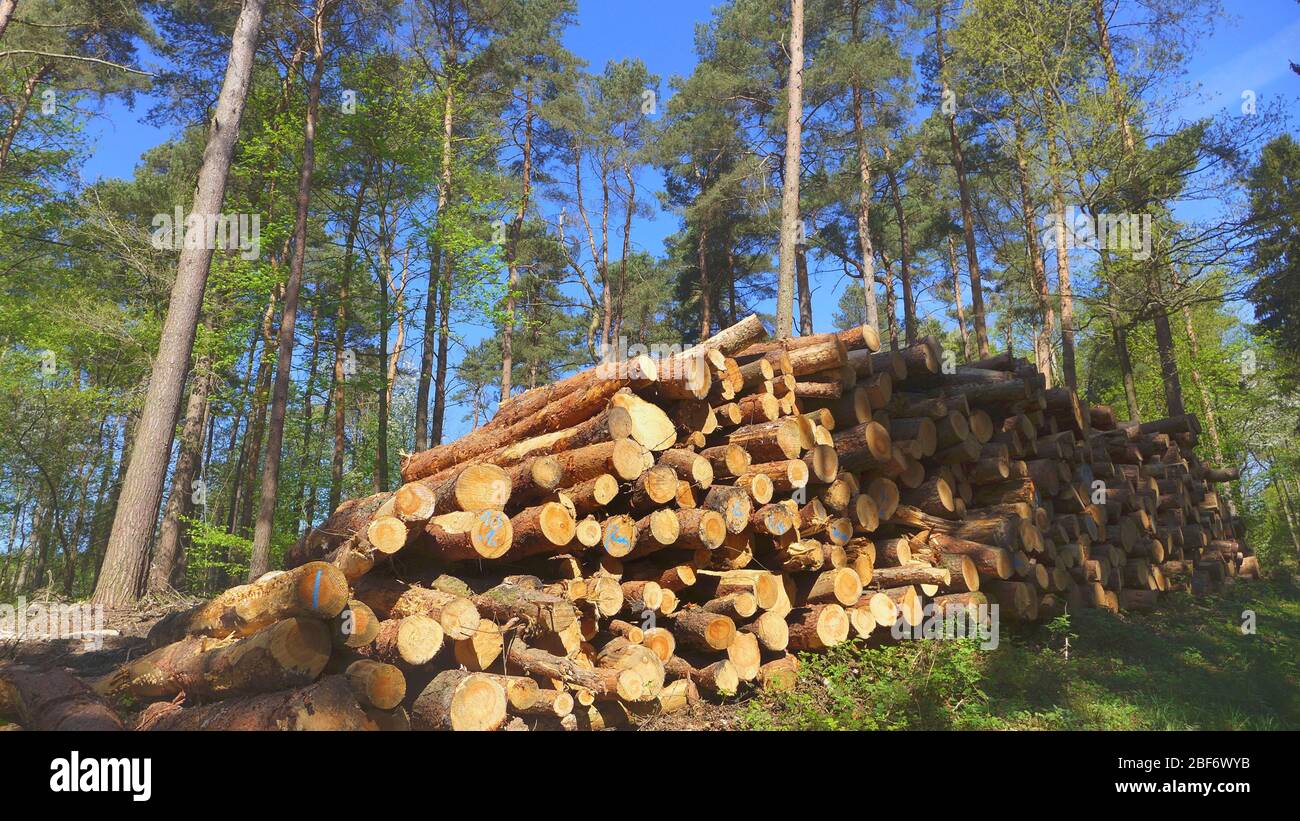 Pino scottato, pino scozzese (Pinus sylvestris), catasta di legname in una foresta, Germania Foto Stock