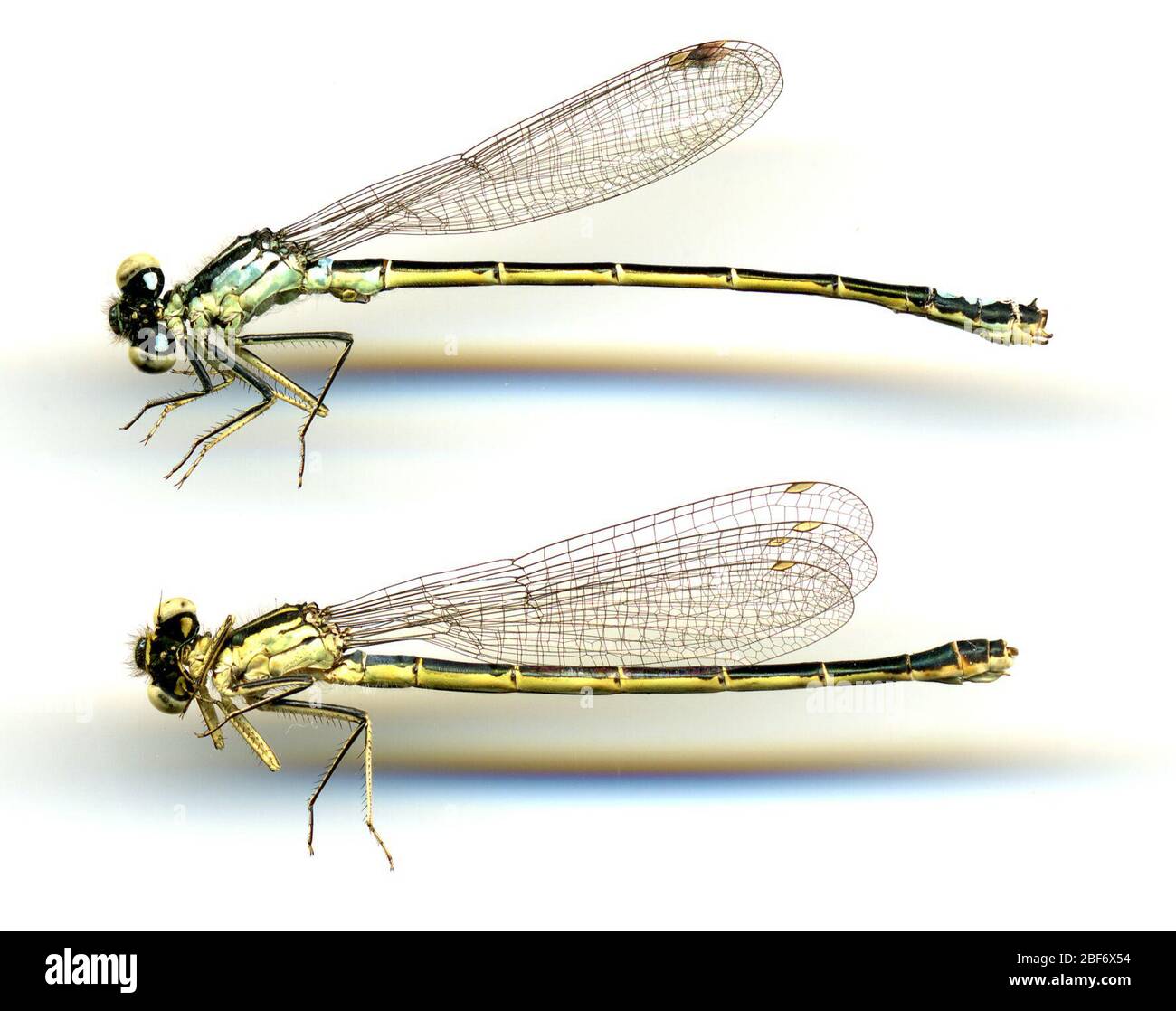 Ischnura erratica. 20 maggio 20161 Foto Stock