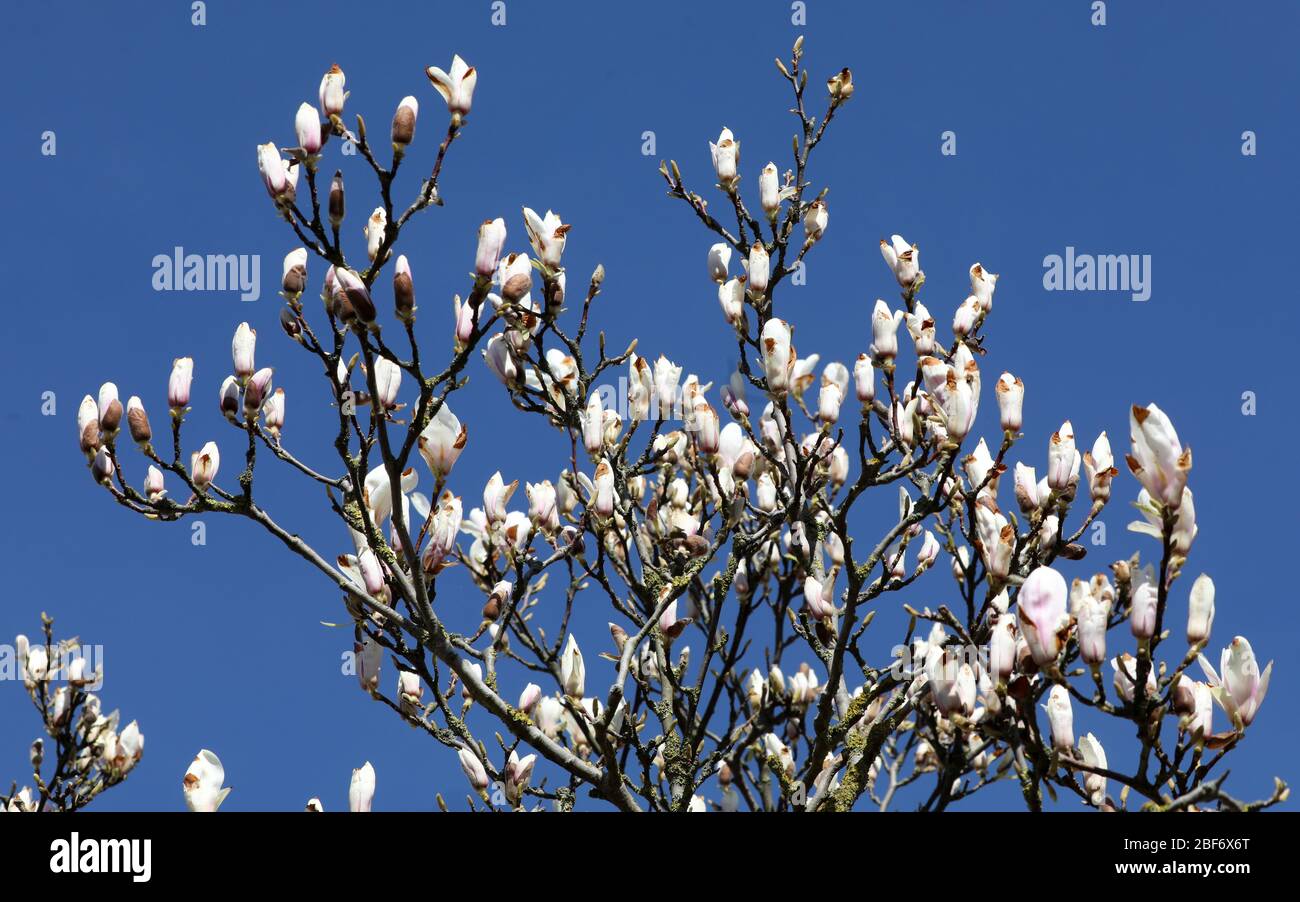 07 aprile 2020, Meclemburgo-Pomerania occidentale, Wustrow: Un albero di magnolia è in fiore. L'Unione per la conservazione della natura e della biodiversità Germania (NABU) sta attualmente incoraggiando le osservazioni di piante e animali nel paesaggio con il suo progetto no-profit "Naturgucker". Sul portale Internet Naturgucker, gli osservatori possono segnalare i loro avvistamenti dal selvaggio o dal proprio balcone. Foto: Bernd Wüstneck/dpa-Zentralbild/ZB Foto Stock