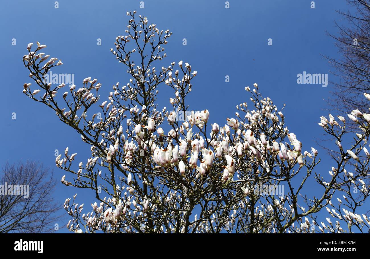 07 aprile 2020, Meclemburgo-Pomerania occidentale, Zingst: Un albero di magnolia è in fiore. L'Unione per la conservazione della natura e della biodiversità Germania (NABU) sta attualmente incoraggiando le osservazioni di piante e animali nel paesaggio con il suo progetto no-profit "Naturgucker". Sul portale Internet Naturgucker, gli osservatori possono segnalare i loro avvistamenti dal selvaggio o dal proprio balcone. Foto: Bernd Wüstneck/dpa-Zentralbild/ZB Foto Stock