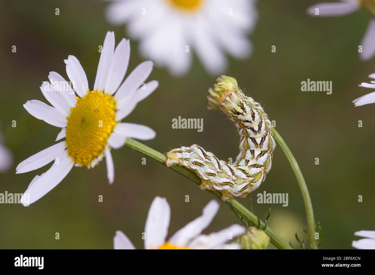 Squalo camomilla (Cucullia camomillae), caterpillar si nutre di camomilla, Germania Foto Stock