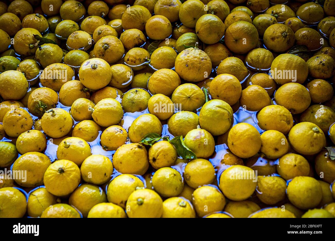 Italia Calabria - bergamotto - lavare la frutta Foto Stock