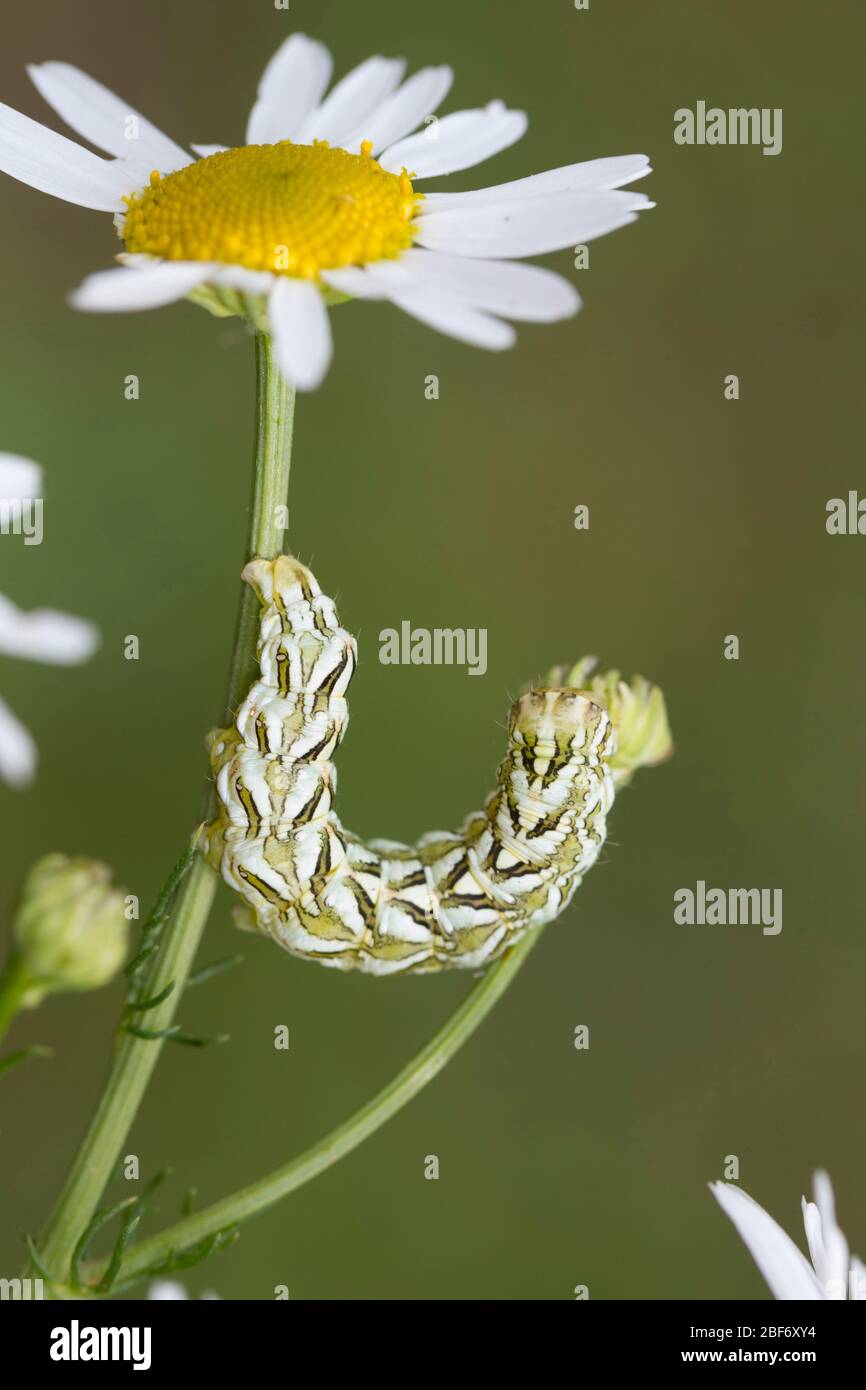 Squalo camomilla (Cucullia camomillae), caterpillar si nutre di camomilla, Germania Foto Stock