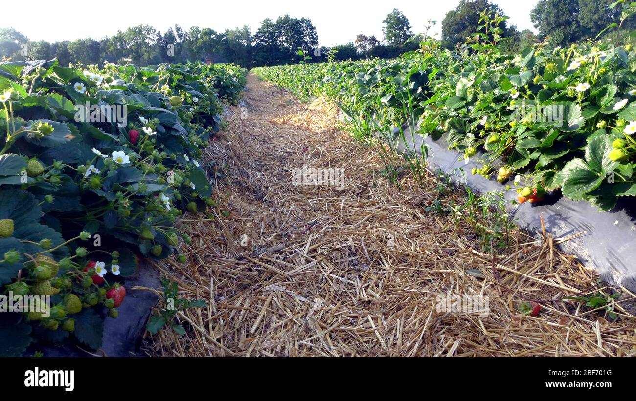 Fragola ibrida, fragola da giardino (Fragaria x ananassa, Fragaria anassa), campo di fragole, percorso di mulching tra piante con frutta e fiori , Germania Foto Stock