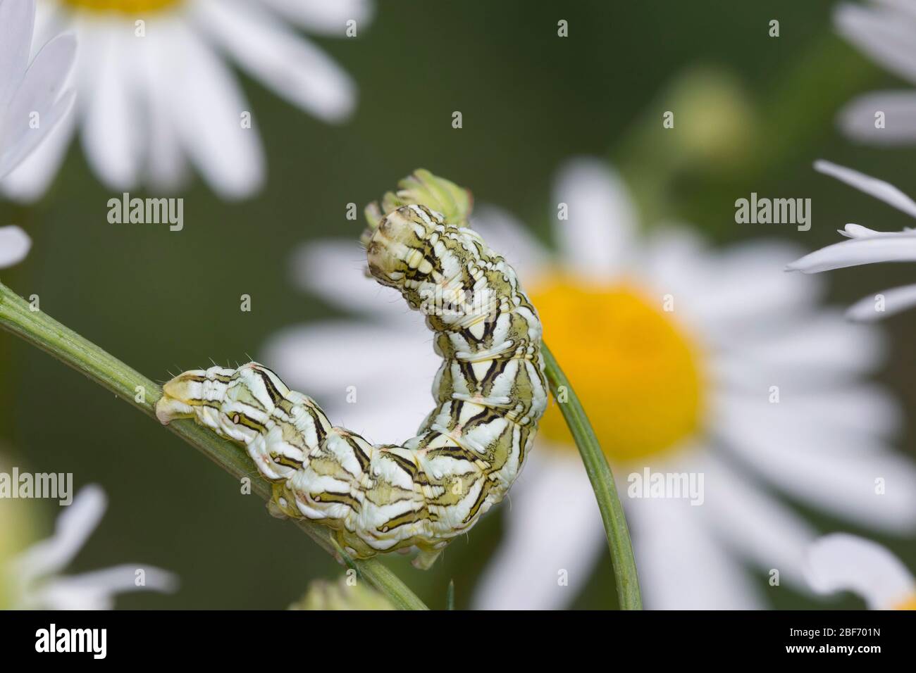Squalo camomilla (Cucullia camomillae), caterpillar si nutre di camomilla, Germania Foto Stock