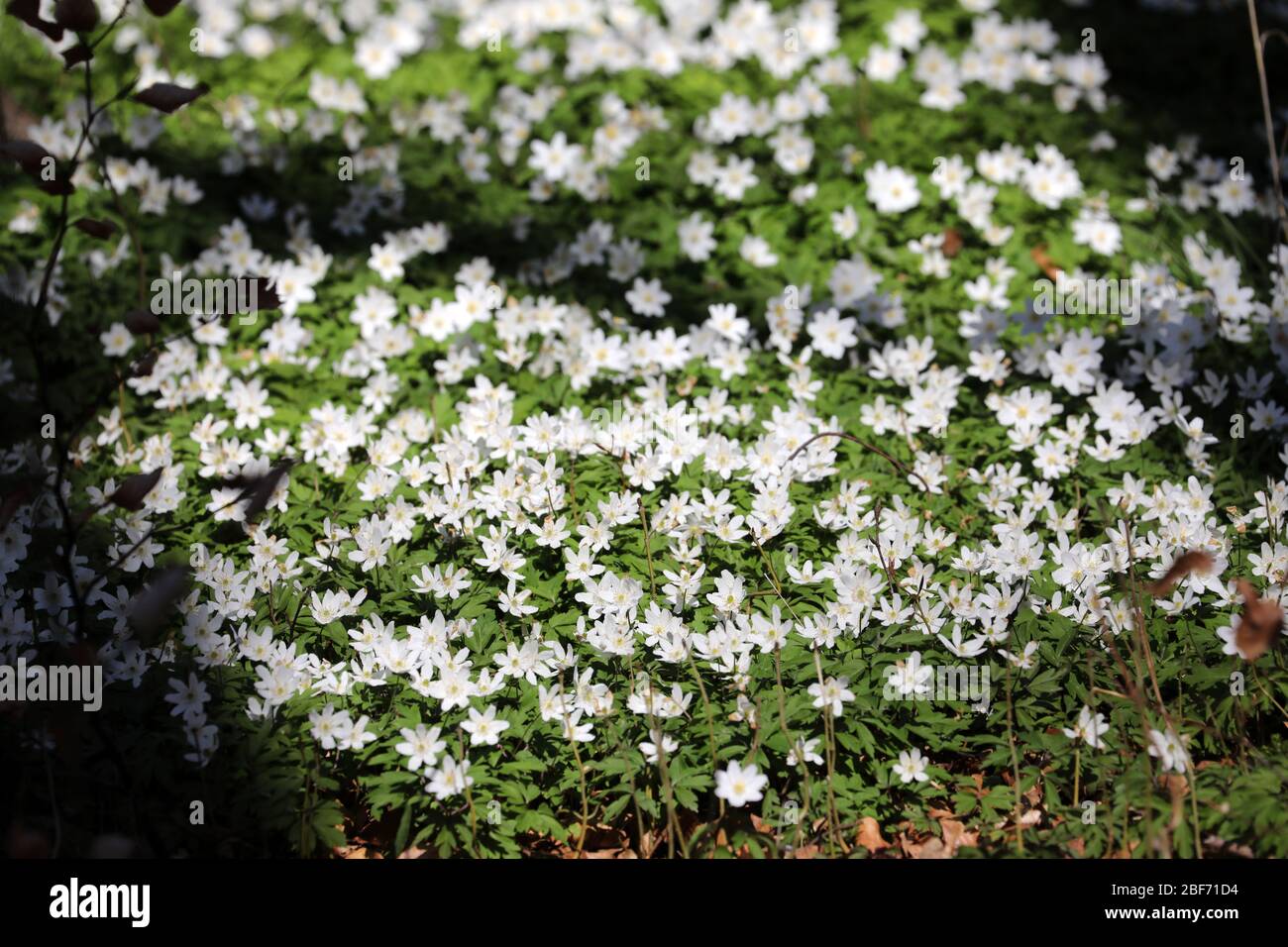 Heiligendamm, Germania. 07 aprile 2020. Anemoni (anemoni del vento) fioriscono in un parco. L'Unione tedesca per la conservazione della natura e della biodiversità (NABU) sta attualmente incoraggiando le osservazioni di piante e animali nel paesaggio con il suo progetto no profit "Naturgucker". Sul portale Internet Naturgucker, gli osservatori possono segnalare i loro avvistamenti dal selvaggio o dal proprio balcone. Credit: Bernd Wüstneck/dpa-Zentralbild/ZB/dpa/Alamy Live News Foto Stock