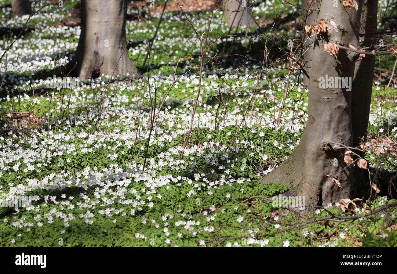 Heiligendamm, Germania. 07 aprile 2020. Anemoni (anemoni del vento) fioriscono in un parco. L'Unione tedesca per la conservazione della natura e della biodiversità (NABU) sta attualmente incoraggiando le osservazioni di piante e animali nel paesaggio con il suo progetto no profit "Naturgucker". Sul portale Internet Naturgucker, gli osservatori possono segnalare i loro avvistamenti dal selvaggio o dal proprio balcone. Credit: Bernd Wüstneck/dpa-Zentralbild/ZB/dpa/Alamy Live News Foto Stock