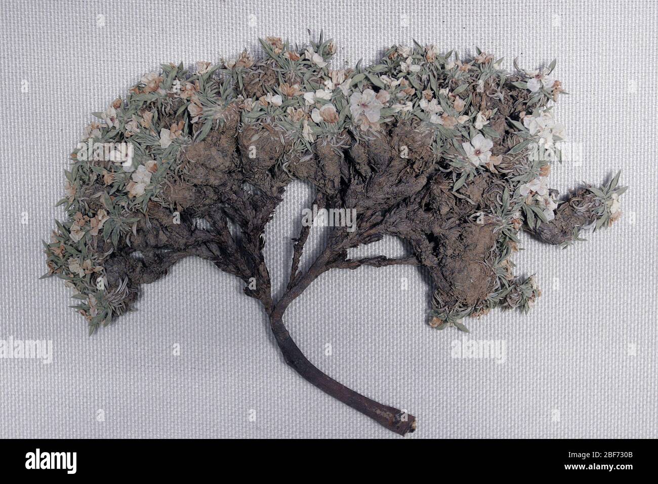 Alashan Point Dimei un esemplare botanico del Museo interno della Mongolia Alxa spp Primulaceae nome inglese Androsace alaschanica Maxim Primulaceae spp origi Foto Stock